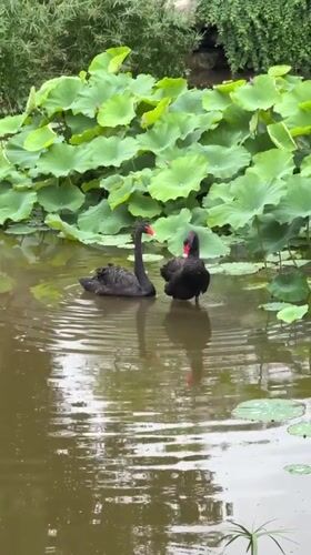 Morning scenes captured in Jiangjin park area with swans, students