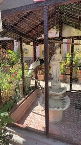 The video shows a bird in an aviary. The aviary is fenced in with chicken wire, and there is a statue of a woman on a tiered fountain inside the aviary.  The bird is sitting on a branch. It has white and black feathers. Potted plants are visible outside the aviary. There is music playing in the background.