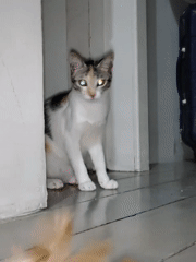 Davao home's calico cat dominates an afternoon photo session