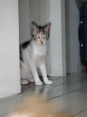 Davao home's calico cat dominates an afternoon photo session