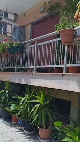The video pans across a balcony filled with plants. The balcony is covered by a metal railing and has several potted plants, including a large flowering plant with yellow and pink trumpet-shaped flowers. Below the balcony, more plants are visible, including a banana plant and various leafy green plants in terracotta pots. The scene appears to be an outdoor urban setting, possibly a residential building, with a street visible in the background. The camera movement is smooth, indicating a deliberate recording. There are no people visible in the video. The lighting suggests it is daytime.