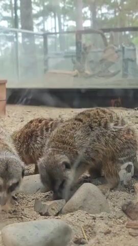 Three meerkats are in an enclosure with sand and rocks. One meerkat in the foreground is sniffing the ground. Another meerkat is behind it, also sniffing the ground. A third meerkat is partially visible on the left side of the frame. The enclosure has glass walls and a metal roof. Trees are visible in the background.