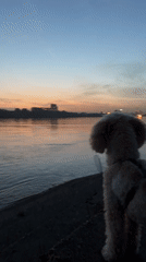Evening waterfront gathering with fireworks, people, and pets observed