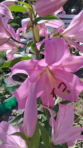 This media file features a close-up of several blooming pink lilies. The flowers are the primary subject, with their delicate petals and prominent stamens in focus. The scene is outdoors, with green foliage and a gravelly ground visible in the background, suggesting a garden setting.

The lilies appear to be in full bloom, with some buds also present, indicating a spring or summer day. The lighting suggests it's daytime, likely morning or afternoon, with sunlight casting soft shadows on the petals. There are no people visible in the frame.

The overall mood is serene and natural, highlighting the beauty of the flowers. The location context of Bila Krynytsia, Ukraine, places the scene in a specific geographical setting. No text is visible in the media file. The focus is entirely on the natural beauty of the lilies.