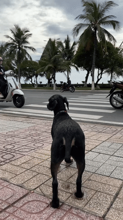 Quiet night on Nha Trang's beach and streets, dogs included