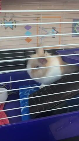 A small, fluffy tan and white rabbit with blue eyes is inside a wire cage. The rabbit is positioned on a black mat with a blue and white patterned fabric underneath. To the left, there is a white bowl containing hay, and a pink towel. The cage has a purple plastic base and a white wire top. Behind the rabbit, the cage walls are decorated with colorful geometric shapes. The rabbit is looking down and appears to be sniffing the fabric.
