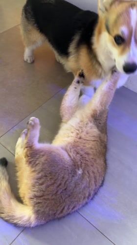 Pet moments captured across two Russian cities within minutes