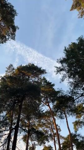 A low-angle shot looks up through tall pine trees at a pale blue sky with scattered white clouds. Sunlight filters through the branches, illuminating the tops of the trees and casting shadows. The clouds form a wispy, diagonal line across the upper portion of the frame.