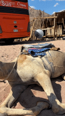 Tourist captures Red Sea beach visit in Dahab
