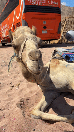 Tourist captures Red Sea beach visit in Dahab