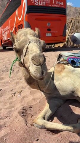 The video shows a camel in a sandy area with a large orange bus in the background. The camel is saddled and lying on the ground. A person stands behind it. The camera pans to show a straw-roofed structure in the background with people seated beneath. The camel is wearing a chain and rope around its neck.  The camera focuses on the camel's face. The bus has "International Sun" and "sunegypt.com" written on it.