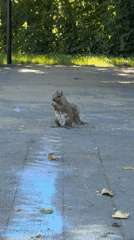 Squirrel pauses for a snack on a chalk-marked paved surface