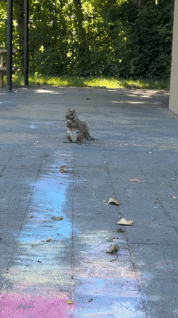 Squirrel pauses for a snack on a chalk-marked paved surface