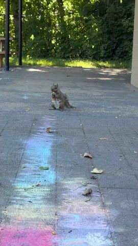 A squirrel is sitting on a paved surface, eating. The surface is tiled with dark pavers, and there are colorful chalk marks on the ground. Leaves are scattered on the ground. In the background, there is green grass and trees. The lighting suggests it is daytime, possibly outdoors in a park or yard.