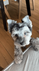 Small dog captured on video in Chaikovsky home