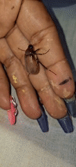 Student documents beetle during Venezuela school project in Vallecito
