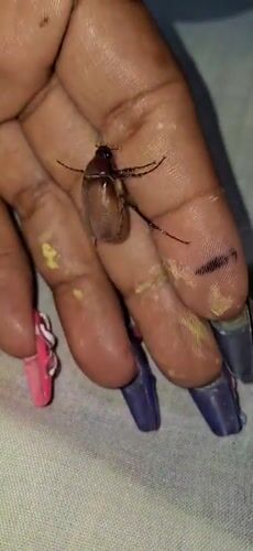 Student documents beetle during Venezuela school project in Vallecito
