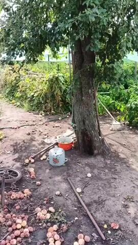 The video shows an outdoor scene in what appears to be a garden or orchard. A large tree stands in the center of the frame. The ground around the tree is littered with fallen apples, some of which appear to be bruised or damaged. There are also several gardening tools visible, including a rake leaning against the tree and a shovel lying on the ground. Two large metal pots are placed near the base of the tree. In the background, there are rows of plants, possibly vegetables, under green netting structures. The overall impression is one of harvest or perhaps a recent storm that caused the fruit to fall. There are no people visible in the video.