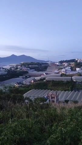 This is a vertical video of a rural landscape, likely at dawn or dusk. The scene is dominated by rolling hills covered in lush green vegetation and a vast expanse of greenhouses, their white, translucent roofs stretching across the terrain. In the distance, a range of majestic mountains forms a serene backdrop against a pale, clear sky. The soft, diffused light suggests the transition between day and night.

The foreground is filled with dense, tall grass and foliage, creating a natural frame for the view. Scattered among the greenhouses are small clusters of houses, indicating a sparsely populated rural community. The overall atmosphere is one of tranquility and peacefulness, with the natural beauty of the landscape taking center stage. There is no visible text within the video. The location context indicates Lạc Dương, Vietnam, which aligns with the visual cues of agricultural greenhouses and mountainous terrain often found in the region. The activity taking place is the passive observation of the landscape, a moment of quiet contemplation of the natural world and human impact on it.