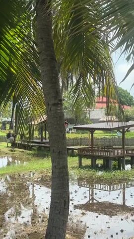 The video shows a close-up of a palm tree with lush green fronds. In the background, a man and a woman are standing on a wooden boardwalk next to a body of water. There are also several small buildings with thatched roofs visible in the distance, along with some green vegetation and a rice paddy. The scene appears to be a tropical or subtropical outdoor setting. The people are standing and looking in the same direction, and there are no other discernible actions or interactions. The lighting suggests it is daytime, likely sunny given the shadows and the bright illumination of the palm leaves.