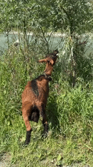 Goat roams a Russian riverbank as a small plane flies over
