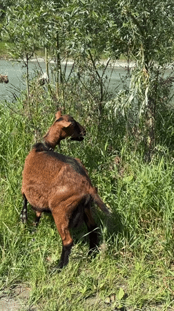 Goat roams a Russian riverbank as a small plane flies over