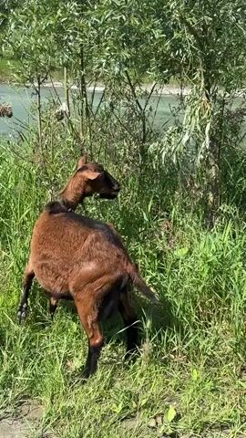 A brown goat with black legs is seen from behind and the side. The goat is standing in tall green grass next to a body of water. The goat is reaching its head up to eat leaves from a tree. The sun is shining brightly, casting shadows on the ground. The water appears to be a river or stream, with some rocks visible on the far bank. The trees are lush and green, indicating it is summertime. The goat appears to be alone.