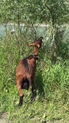 Goat roams a Russian riverbank as a small plane flies over