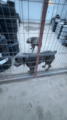 Vehicle drives past fenced dogs in Bulgarian town