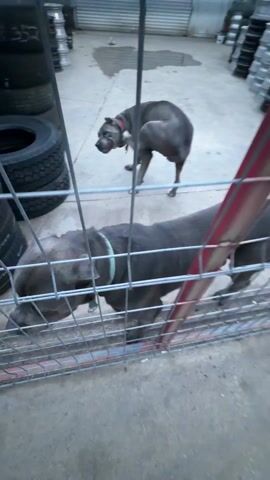 The video shows two gray dogs behind a wire fence with tires stacked to the left. The camera follows the back of a black side-by-side vehicle driving on a paved road next to a building with a rack of wheels. The license plate on the side-by-side is "M 08738". The sky is overcast.