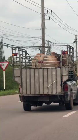 A dark-colored pickup truck with a metal cage in the bed is driving down a paved road. Inside the cage, two cows are visible. The cow in the front is facing towards the right side of the truck, and the cow in the back is facing away from the camera. The truck is moving forward, and the surroundings are blurred due to the motion. Overhead, power lines are visible against a cloudy sky. The road appears to be in a rural or semi-rural area, with greenery on the left side.