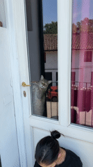 Tabby cat plays at glass door in Milan street scene