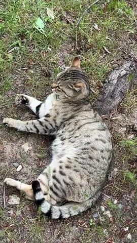 The video shows a brown and gray tabby cat lying on its side on a patch of grass and dirt. The cat has black stripes on its tail, and a white patch on its chest. The cat is wearing a collar with what appears to be small beads. In the background, there is a tree root and some green plants. Voices can be heard in the background.