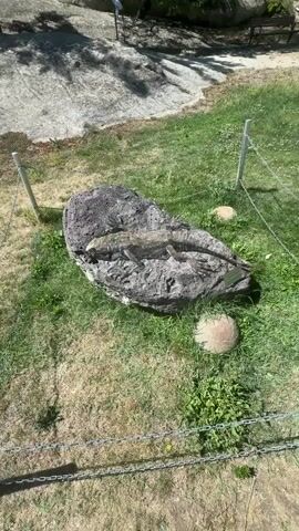 The video shows a close-up view of a large lizard resting on a dark, textured rock. The lizard is elongated with rough, scaly skin in shades of brown and gray. Its body is positioned horizontally across the rock, with its head facing left. Its limbs are visible, appearing to be extended slightly. The rock is surrounded by green grass and some patches of dry vegetation. In the background, there is a larger, lighter-colored rock formation and a glimpse of a chain-link fence with white posts. The overall environment appears to be an outdoor enclosure, possibly a zoo or wildlife park, under bright daylight conditions.