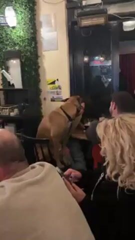 The video depicts a medium-sized, tan-colored dog sitting on a chair at a table in what appears to be a restaurant or bar. The dog is wearing a black collar and is positioned at the table as if partaking in the gathering. Several people surround the table, including one person seemingly conversing with the dog. Other patrons are scattered around the room, with one individual focusing on their phone. The room has a lively atmosphere, with background chatter and music. Decorations include a wall covered in greenery and various signs and posters. The lighting is warm, and the video is shot indoors.