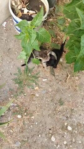 Two kittens are playing in a garden. A grey and black tabby kitten is batting at a black kitten. A calico cat is lying down nearby. The kittens are interacting playfully.