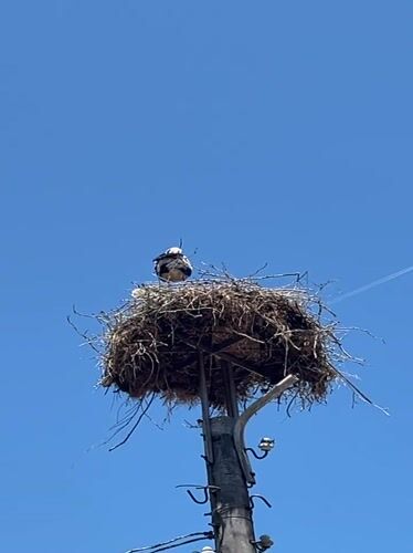 Stork observed nesting on utility pole in Kiten, Bulgaria