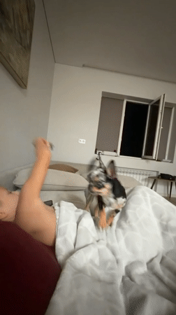 Merle chihuahua hanging out at home in Державино