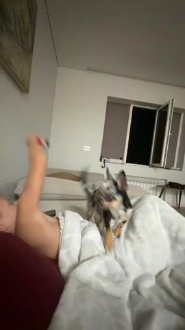 A person lies on a bed under a white blanket. A small dog with black, white, and brown markings is on the bed near the person. The dog moves around and interacts with the person. The scene is indoors, with a couch and a window visible in the background.