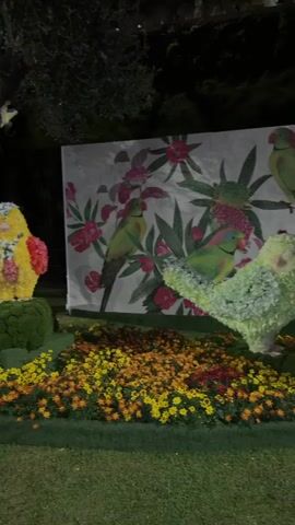 The video shows an elaborately decorated outdoor garden at night. In the foreground is a bed of colorful flowers in yellow, orange, and red hues. A topiary in the shape of a bird, made with yellow and red flowers, stands on a green base. Behind this flowerbed is a large backdrop featuring a painting of two green parrots among pink flowers and green foliage. 

As the camera pans left, a white gazebo adorned with pink and purple flowers comes into view. The gazebo is also decorated with small parrot figures. The garden is lit up, and trees are visible in the background, adding to the ambiance. The overall impression is that the garden is set up for a special event or display.