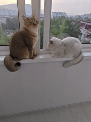 Cats, flowers, and a sunset over Mezhdurechensk