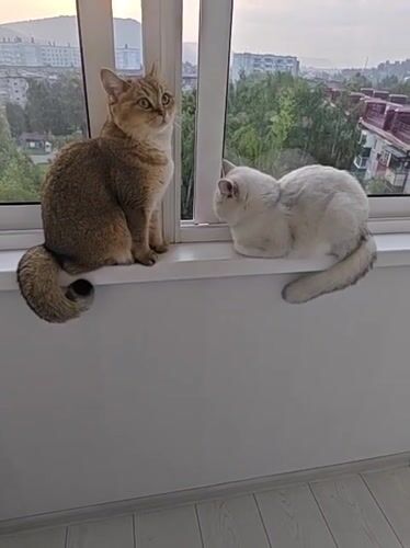 Cats, flowers, and a sunset over Mezhdurechensk