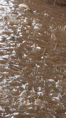 Heavy rains flood streets in Sabon Tasha, Nigeria