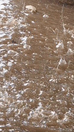 Heavy rains flood streets in Sabon Tasha, Nigeria