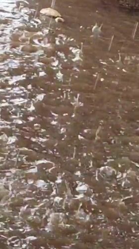 Heavy rains flood streets in Sabon Tasha, Nigeria