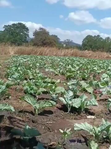 The video shows a field of young green plants, possibly a vegetable crop, under a partly cloudy sky. The plants are arranged in rows with dark soil visible between them. In the background, there are dry grasses, trees, and hills. The camera appears to be handheld and is panning slightly across the field. There are no people or animals visible in the frame.