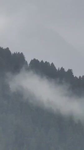 The video is a close-up, vertical shot of a forested mountainside shrouded in mist. The trees are dark green and appear to be evergreens. The mist is white and opaque, obscuring the background and creating a hazy, atmospheric effect. The overall impression is one of quiet solitude and natural beauty. There are no people or animals visible in the video. The lighting is dim and diffused, suggesting an overcast day or early morning. The camera is stationary, and there is no sound.
