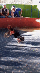 Roosters fight in numbered arena as spectators watch
