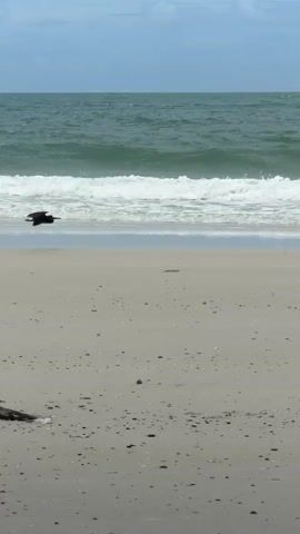 A lone black bird is shown taking flight from the shallow water at the edge of a sandy beach. The bird is in the center of the frame, its wings spread as it rises into the air. The ocean waves are visible behind the bird, with white foam cresting as they approach the shore. The beach itself is mostly sand, with some scattered pebbles and debris. In the distance, a line of trees and vegetation can be seen along the coastline. The sky is overcast with some clouds. The video is shot from a stationary position on the beach, looking towards the ocean.
