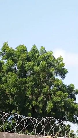 A video shows a close-up view of a large green tree with dense foliage against a bright blue sky. In the foreground, a barbed wire fence is visible, with circular coils of wire creating a sharp, metallic barrier. The fence is positioned on top of a concrete wall. The overall scene suggests an outdoor environment, possibly a boundary or a protected area, with the natural element of the tree contrasting with the man-made security measure.